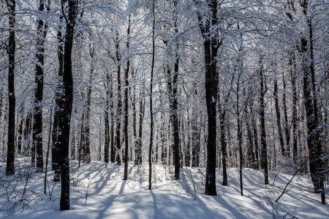 Snow covered forest with backlit sunlight
