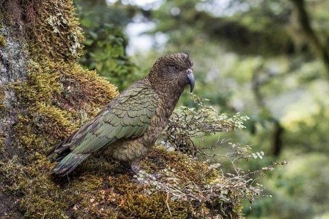 Kea