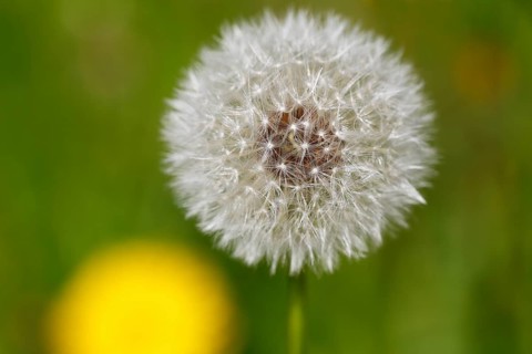 Blowball
