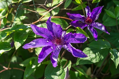 Flowering Blue Clematis blossom