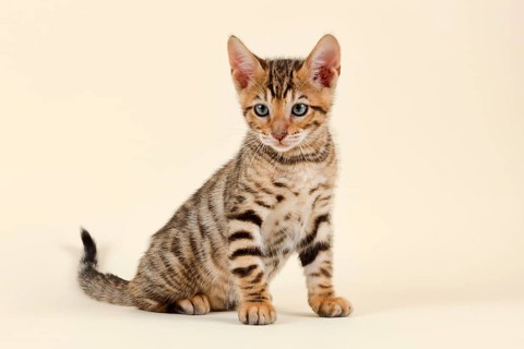 Pedigree cat Toyger