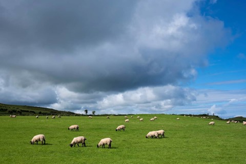 Sheep pasture near Ballycastle