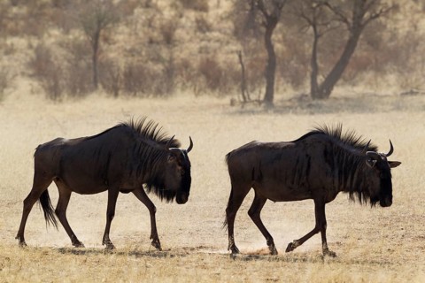 Blue Wildebeests