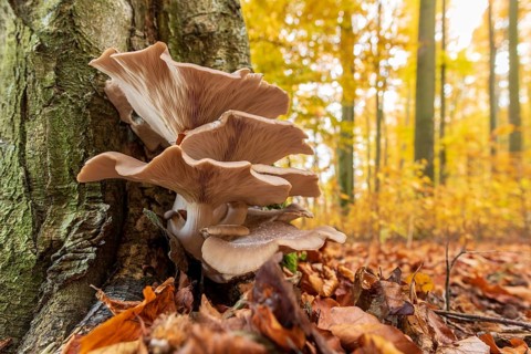 Oysterseitlinge