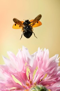 Seven-spott ladybird