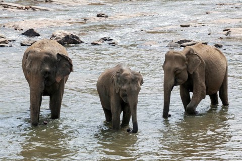 Asian or Asiatic elephants