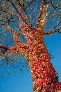Boston ivy