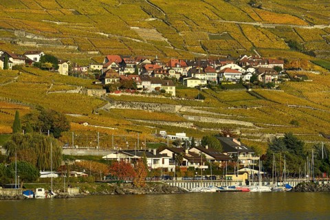 Vineyards in autumn with wine village Epesses