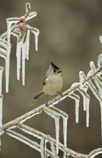Black-crested Titmouse