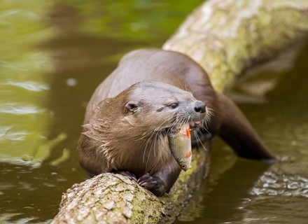 Common otter