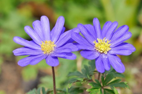 Balkan anemone