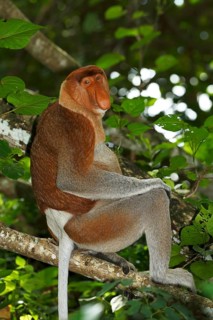 Proboscis Monkey