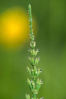 Dewdrops on a field horsetail