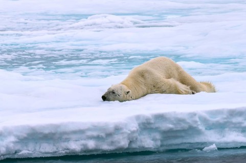 Polar bear