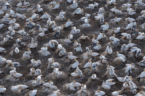 Australasian gannet