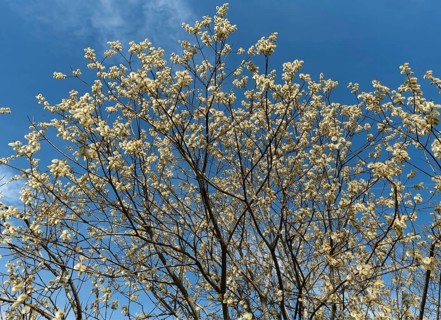 Flowering willow catkin