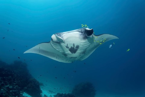 Reef manta ray