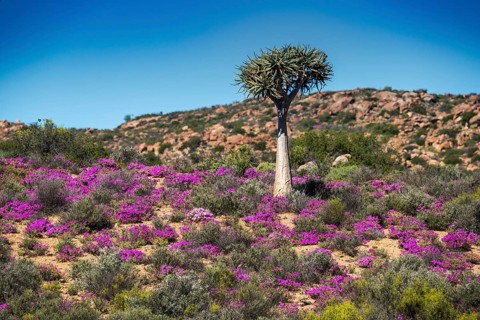 Quiver tree