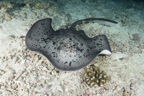 Round ribbontail ray