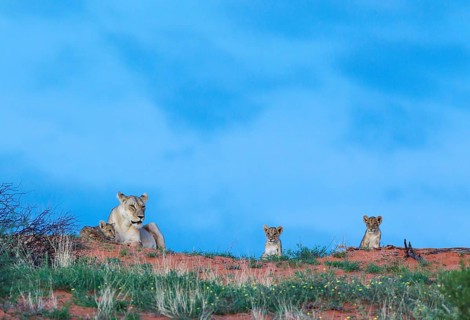 Lion