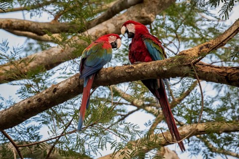 Red-and-green macaw