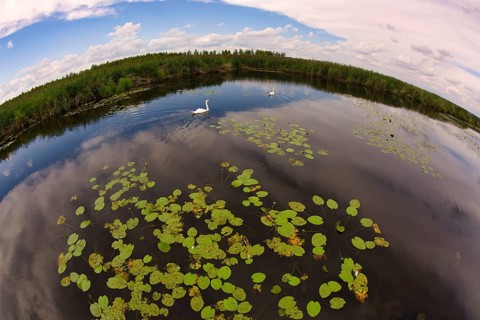 Two Mute swans