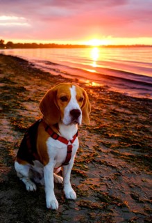 Beagle