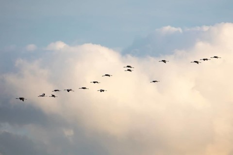 Cranes in flight in front of cloudy skies
