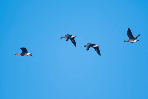 Bean Geese