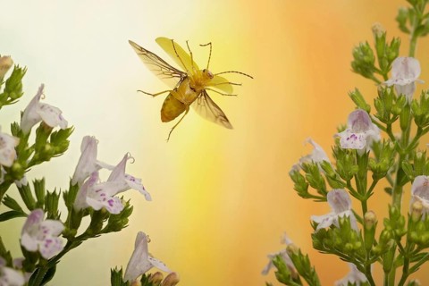 Cteniopus sulphureus