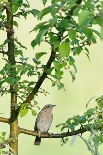 Eurasian wryneck
