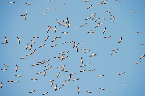 White Storks