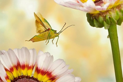 Hawthorn shield bug