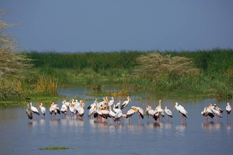 Yellow-billed storks