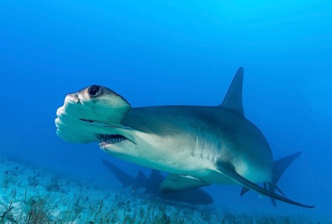 Great hammerhead