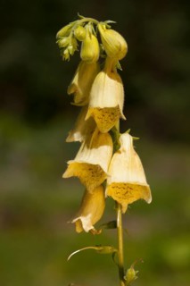 Yellow Foxglove