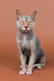 Werewolf cat