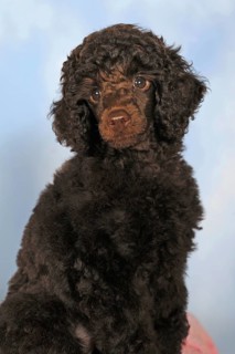 Miniature poodle