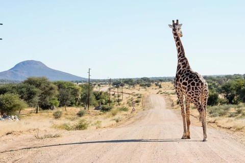 Northern giraffe