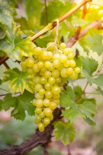 Noble grapevine