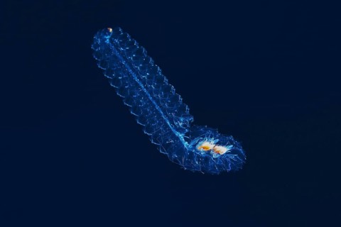 Colonial salp