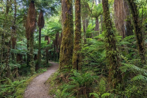 Hiking trail