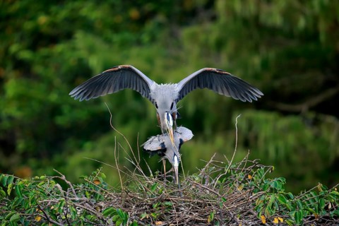 Great blue heron