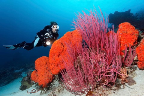 Diver is looking at the Orange elephant ear sponge