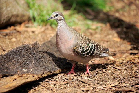 Common Bronzewing