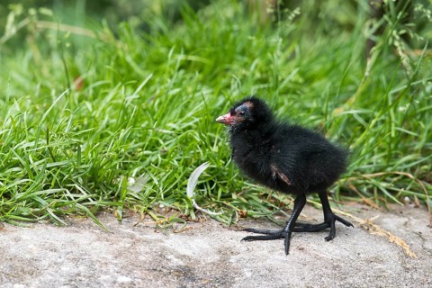 Common moorhen