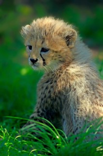 Sudan cheetah