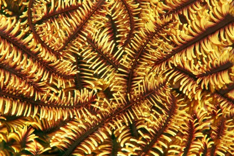 Variable bushy feather star