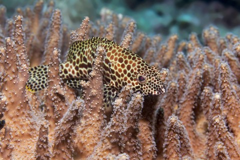 Honeycomb grouper