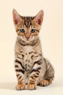 Pedigree cat Toyger